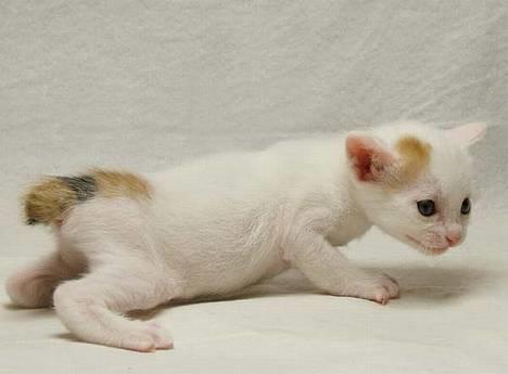 Japanese Bobtail Komachi  billede 5