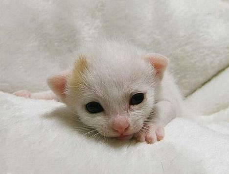 Japanese Bobtail Komachi  billede 6