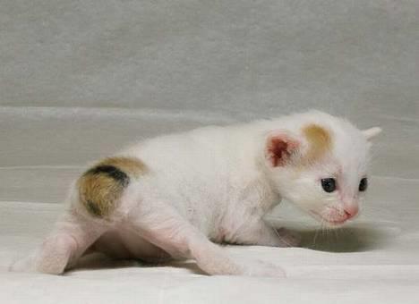 Japanese Bobtail Komachi  billede 7