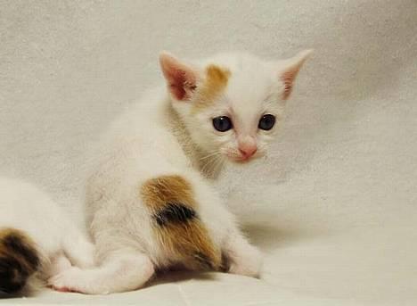 Japanese Bobtail Komachi  billede 8