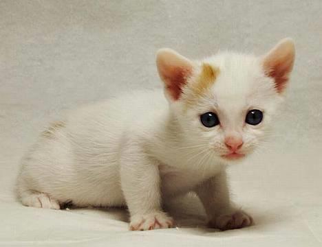 Japanese Bobtail Komachi  billede 9