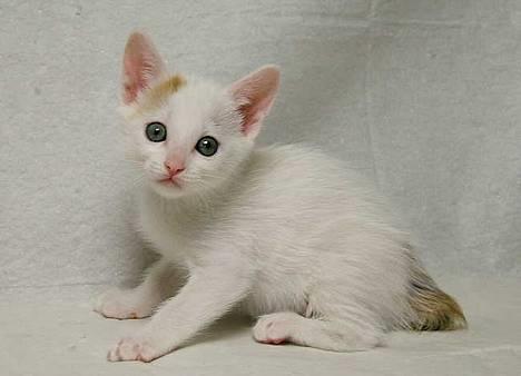 Japanese Bobtail Komachi  billede 10