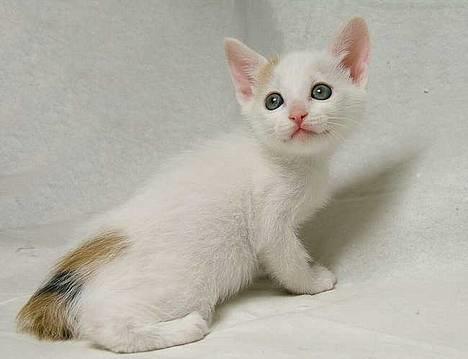Japanese Bobtail Komachi  billede 11