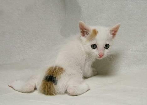 Japanese Bobtail Komachi  billede 12