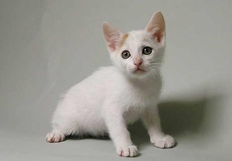Japanese Bobtail Komachi  billede 13
