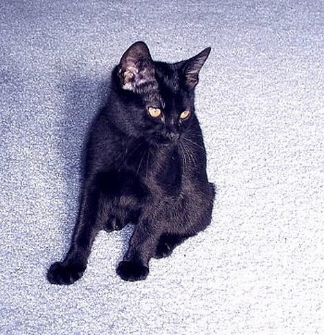 Japanese Bobtail Majutsu  billede 6