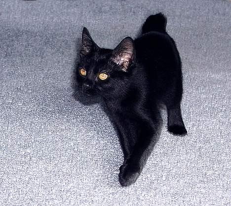 Japanese Bobtail Majutsu  billede 7