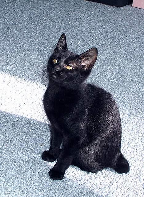 Japanese Bobtail Majutsu  billede 8