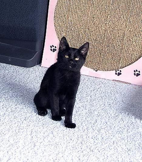 Japanese Bobtail Majutsu  billede 9