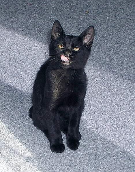 Japanese Bobtail Majutsu  billede 10