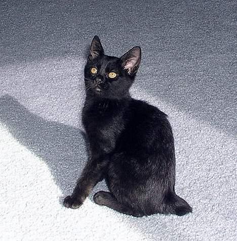 Japanese Bobtail Majutsu  billede 11