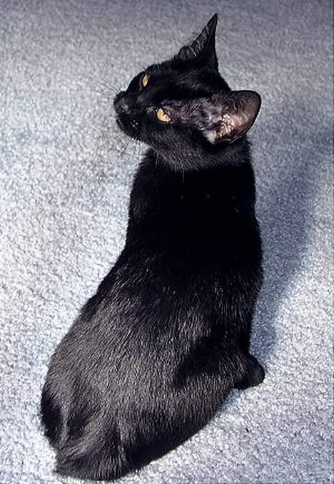 Japanese Bobtail Majutsu  billede 12