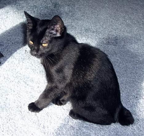 Japanese Bobtail Majutsu  billede 13