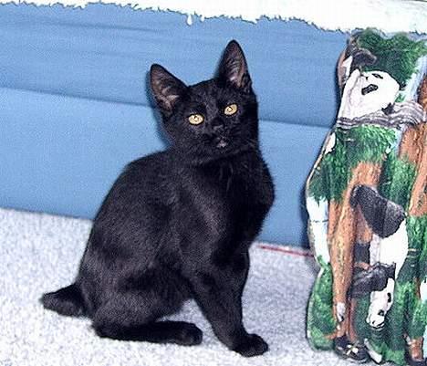 Japanese Bobtail Majutsu  billede 14