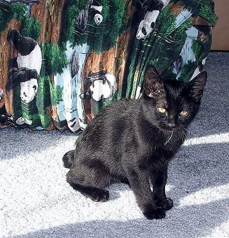 Japanese Bobtail Majutsu  billede 15