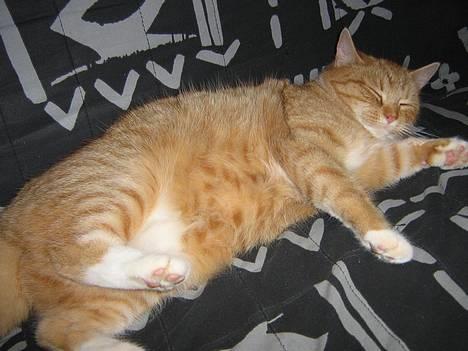 Huskat Fie Bor hos exkæresten. - Velkommen og kig ind hos Fie..... billede 1