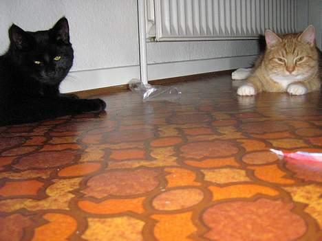 Huskat Fie Bor hos exkæresten. - Fie og buddy..... billede 3