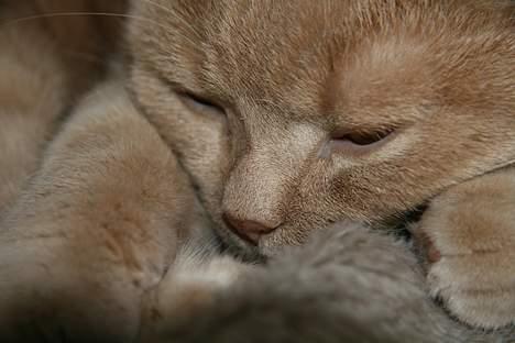 British Shorthair Kasae's Donnovan billede 17