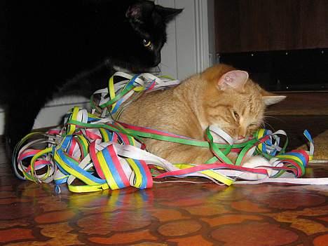 Huskat Fie Bor hos exkæresten. - Her krudter hun rundt med serbentinerne.... billede 4