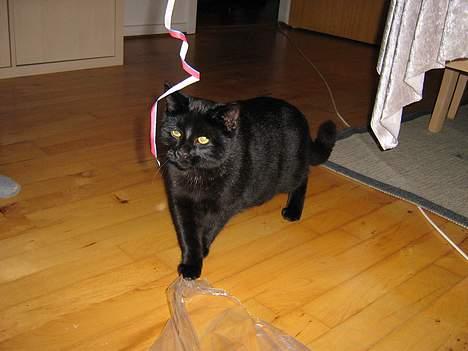 Huskat Buddy (DØD RIP) - Velkommen til legesyge buddys side......... billede 1