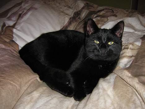 Huskat Buddy (DØD RIP) billede 2