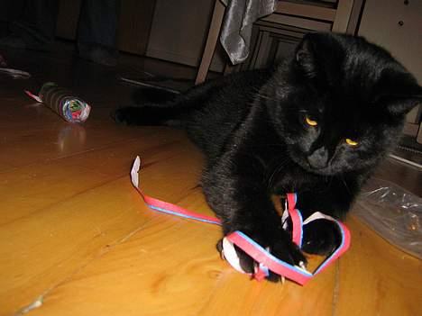 Huskat Buddy (DØD RIP) billede 3