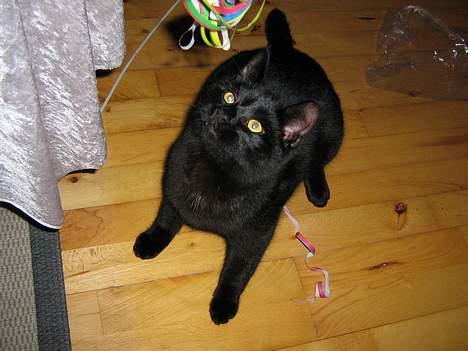 Huskat Buddy (DØD RIP) billede 4