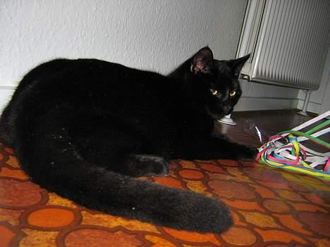 Huskat Buddy (DØD RIP) billede 5