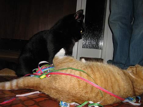 Huskat Buddy (DØD RIP) billede 6