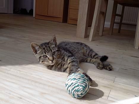 Huskat Mille billede 13