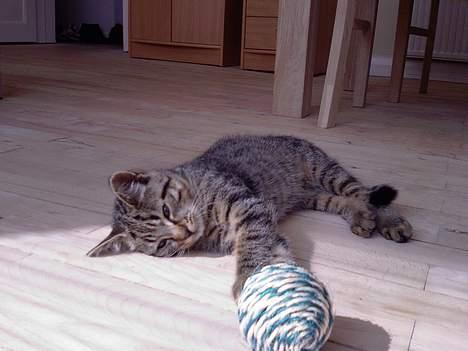 Huskat Mille billede 14