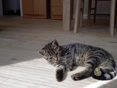 Huskat Mille billede 15