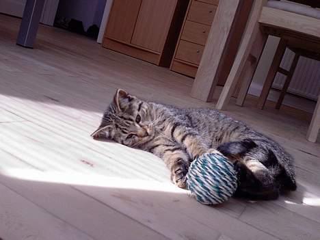 Huskat Mille billede 16