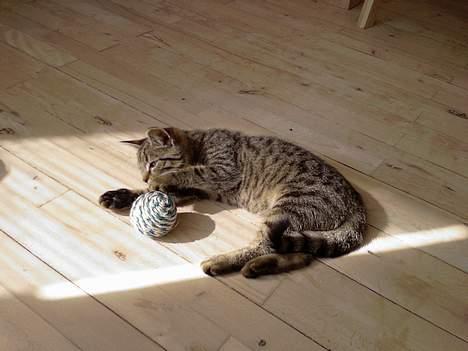 Huskat Mille billede 17