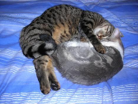 Huskat Mille billede 18