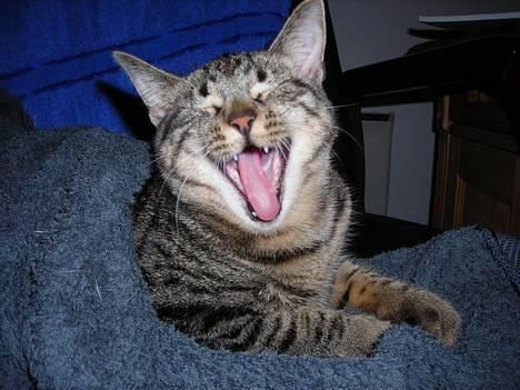 Huskat Mille billede 19