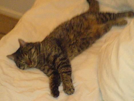 Huskat Bertram *R.I.P* billede 11