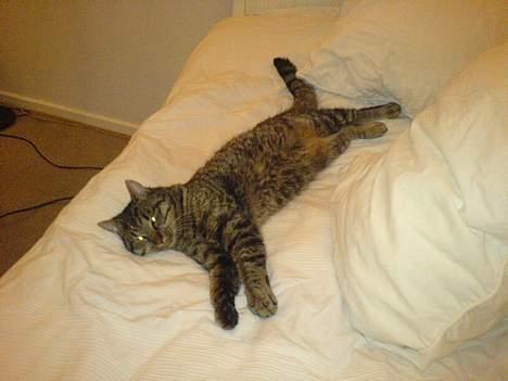 Huskat Bertram *R.I.P* - ha ha jeg har sengen helt for mig selv :o)  billede 12