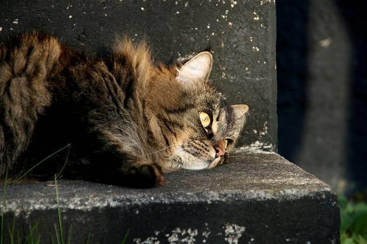 Norsk Skovkat Blanding - Sæla - ZZZzzzzzz... billede 11