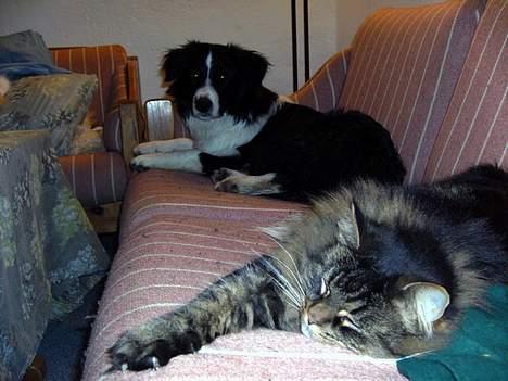 Norsk Skovkat Blanding - Sæla - Ihhh.... Hvor man sover godt på sofaen! billede 12