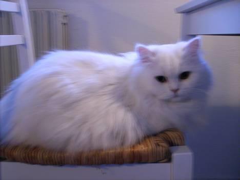 Perser Perle - Ha, mor! Der fik jeg stolen, så må du jo spise morgenmad et andet sted... billede 1