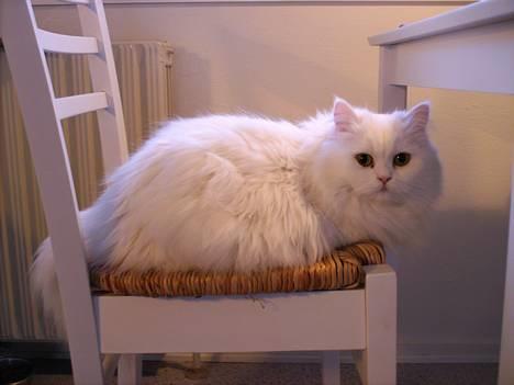 Perser Perle - Men jeg er da fin ikke? Stolen klæder mig... billede 2