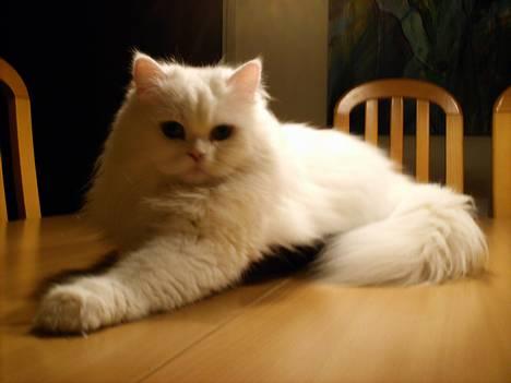 Perser Perle - Mon ikke det er okay jeg er på bordet, hvis jeg nu kravler i den bakke her?? billede 3