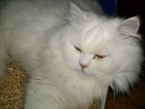 Perser Perle - En lille lur er altid godt...... billede 4