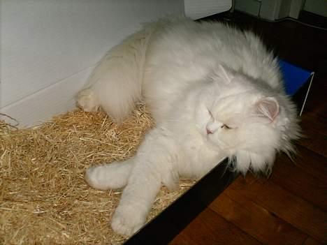 Perser Perle - Zzzz... billede 5