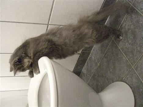 Blanding af racer Fleur R.I.P - Se mor! jeg er næsten stor nok til selv at gå på toilet nu! billede 9