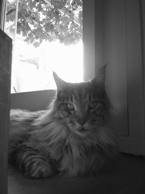 Maine Coon Frede billede 2