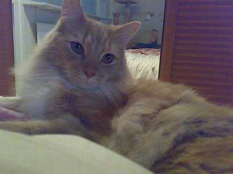 Blanding af racer Balou - Velkommen til Balou´s profil! billede 1