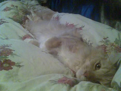 Blanding af racer Balou - Kan blive sååå lang:0) billede 2