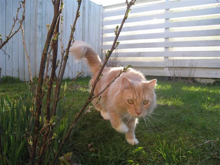 Blanding af racer Balou billede 3